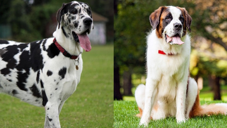 razas-de-perros-mas-grandes razas de perros más grandes