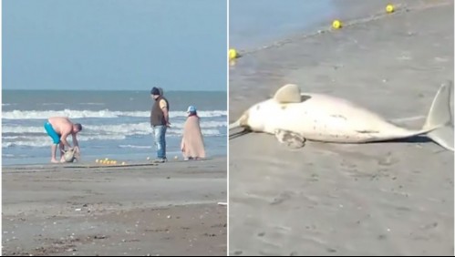 'No me lo comí, estaba muerto': Indignación en Argentina por hombre que pescó un delfín en peligro de extinción