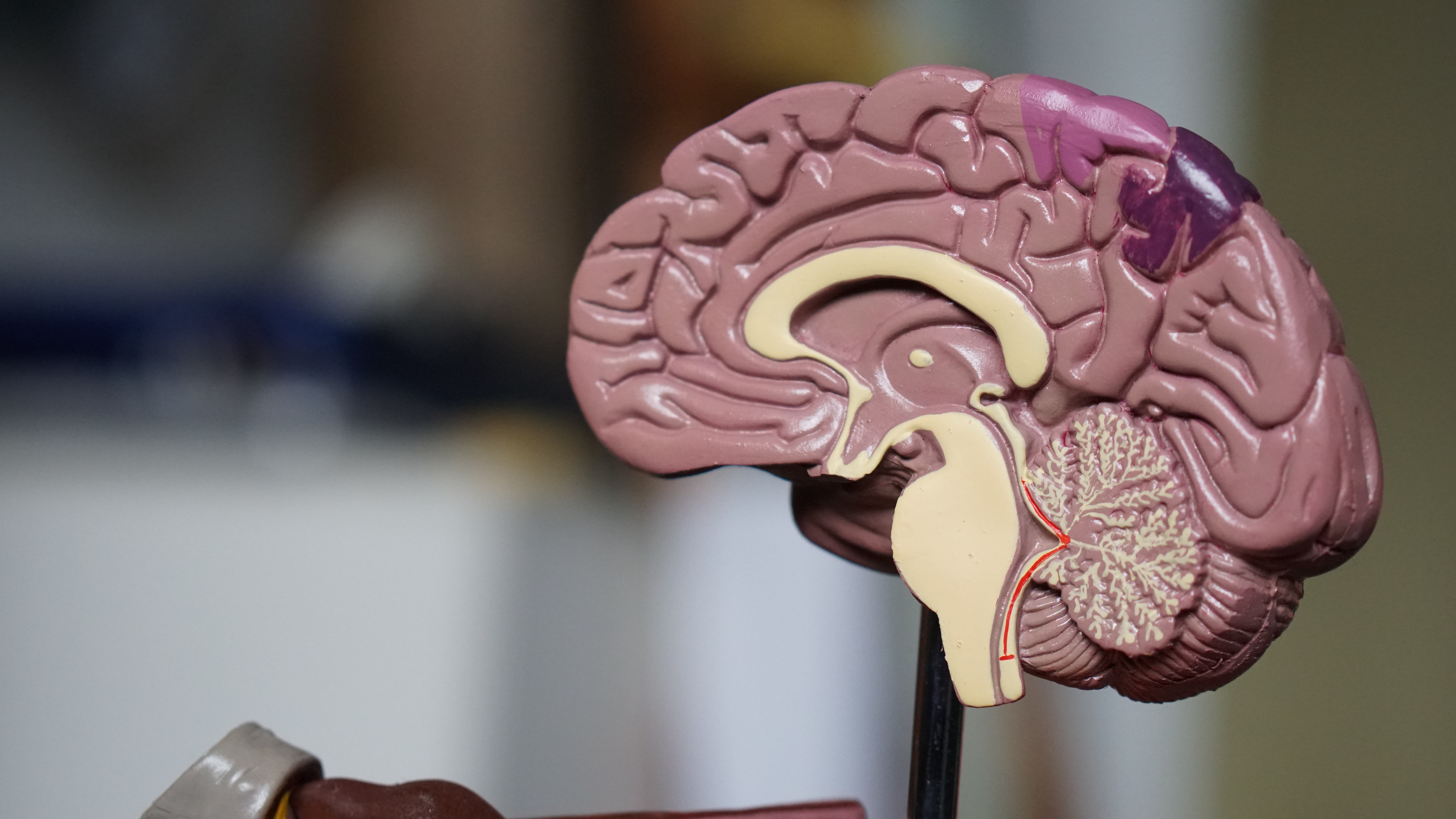 Modelo anatómico de un cerebro