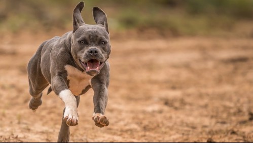 'No había visto algo así antes en mi vida': madre se enfrenta a un perro pitbull para salvar a sus bebés