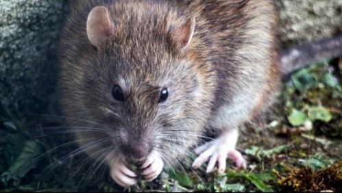 'Absolutamente horrible': Rata gigante ataca a una mujer de 67 años con parálisis cerebral