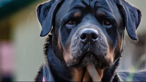 Abuelos enfrentan cargos luego que su perro matara a su nieta de 7 años: padres también serían formalizados