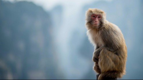 Viruela del mono: Así es como se transmite la enfermedad que preocupa al mundo