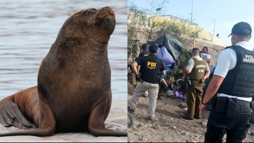 PDI detuvo a cuatro sujetos por asar un lobo marino en Arica: Previamente lo habían cazado y faenado