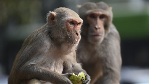 Viruela del mono: Las razones de cómo se habría propagado la enfermedad por Europa