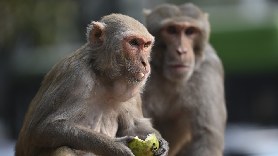 Viruela del mono: Las razones de cómo se habría propagado la enfermedad por Europa