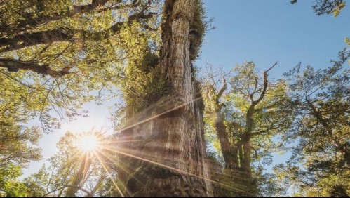 'Gran Abuelo': El árbol más antiguo del mundo podría estar en Chile