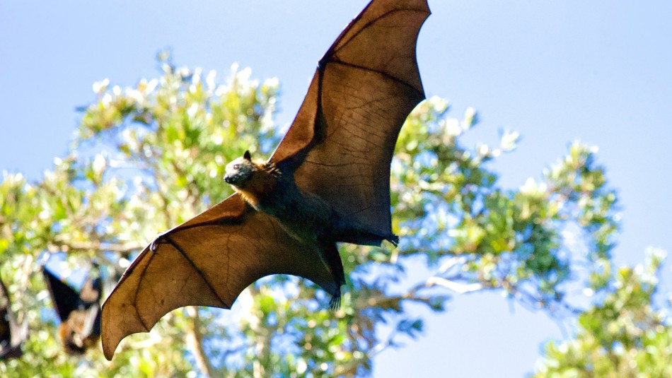 Detectan murciélago con rabia en Valdivia: Es el quinto caso del año en la región de Los Ríos