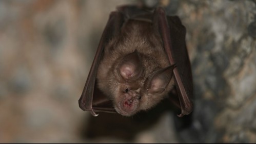 Plaga de murciélagos infectados en Valdivia: Estos son los síntomas de la rabia a los que debes estar atento