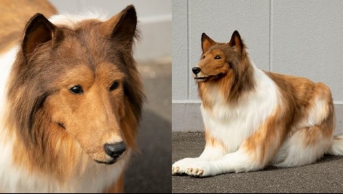 Hombre cumple el sueño de su vida y logra 'transformarse' en un perro Collie