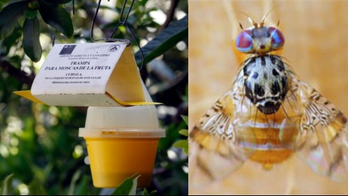 SAG confirmó brote de mosca de la fruta: Estas son las comunas afectadas por su presencia