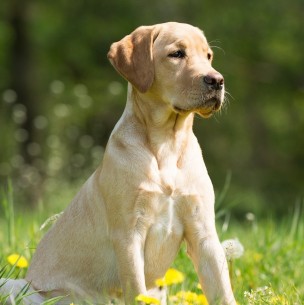¿Tienes familia? Estas son las razas de perros que se llevan mejor con los niños ¿Tienes familia? Estas son las razas de perros que se llevan mejor con los niños