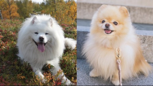 Tienes que 'romper el chanchito': Estas son las razas de perros más caras del mundo