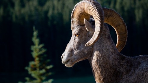 Un carnero es sentenciado a tres años de cárcel por matar a una mujer de un cabezazo