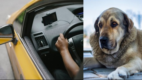 Taxista lucha contra una enfermedad terminal mientras trabaja con su perro: 'Es mi terapia y mi compañero de vida'