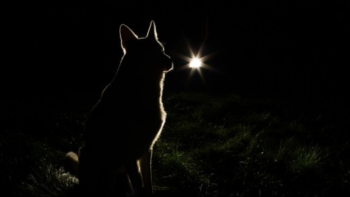 Tres perros salvan a un hombre accidentado de morir de hipotermia: Lo cubrieron para protegerlo del frío