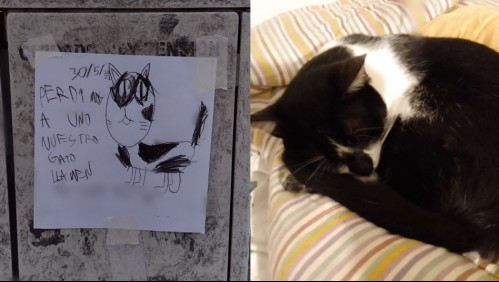 'Perdimos a nuestro gato': Los adorables carteles que niños dibujaron para recuperar a su felino perdido