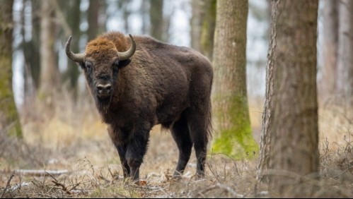 Joven quiso acercarse a un bisonte y terminó hospitalizada: Animal le dio una cornada y la lanzó a 3 metros