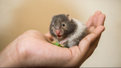 Nadie lo esperaba: Científicos volvieron dóciles hámsteres en hiperagresivos animales luego de manipular sus genes