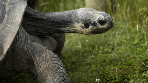 Nace en un zoológico la primera tortuga gigante de Galápagos albina