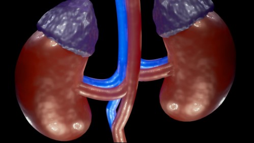 Enfermedad de los riñones: Estos son los síntomas que te permitirán detectar la afección