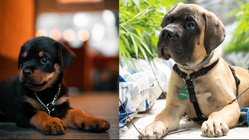 Los mejores guardianes: Estas son 6 razas de perros considerados verdaderos protectores