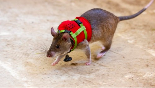 Entrenan ratas para llevar micrófonos y poder comunicarse con víctimas de terremotos que quedan atrapadas