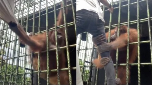 'Aterrador': Joven se acerca a un orangután por querer hacerse viral y es atacado violentamente por el animal