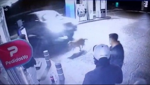 'Inhumano y sin palabras': Investigan por maltrato animal a conductor que atropelló a perro en Los Angeles