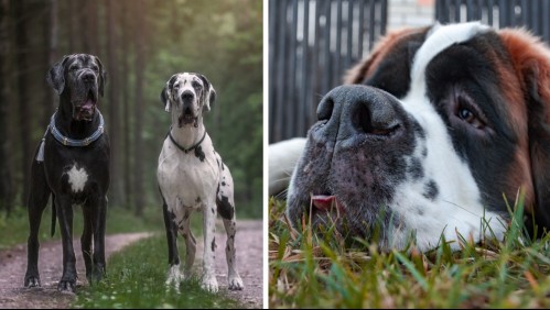 Son guaguas gigantes: Estas son las razas de perros más grandes y cariñosas