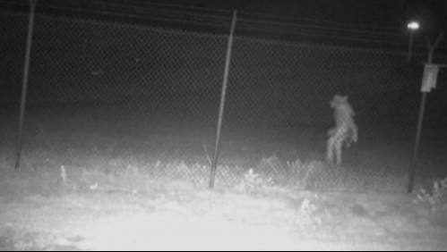 ¿Volvió el chupacabras?: Extraña criatura deambula por un zoológico e intriga a pobladores