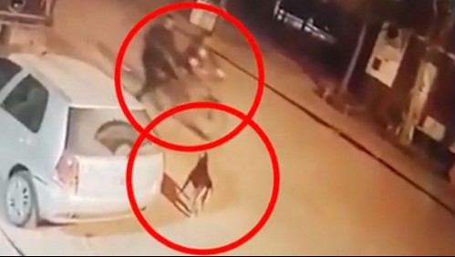 'Nerón era parte de la familia': Familia consternada por ciclista que mató de un tiro a su perro en plena calle