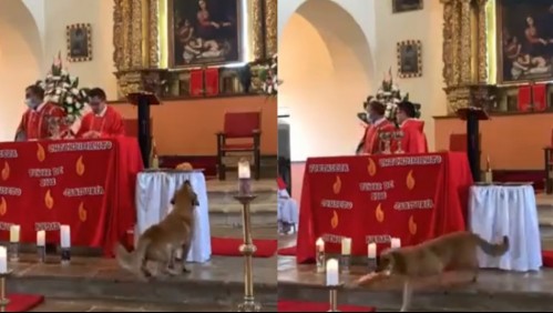 'Otro nivel de herejía': Perro callejero irrumpe en una iglesia y se lleva el pan de la eucaristía