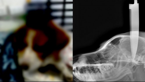 Brutal caso de maltrato animal: Enterraron un cuchillo en la cabeza a un perro y veterinario dice 'nunca vi algo así'