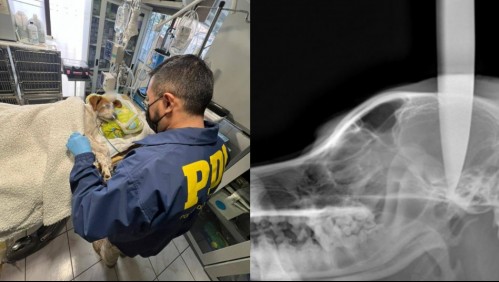 PDI indaga caso de maltrato animal: le enterraron un cuchillo en la cabeza a un perro en Puente Alto