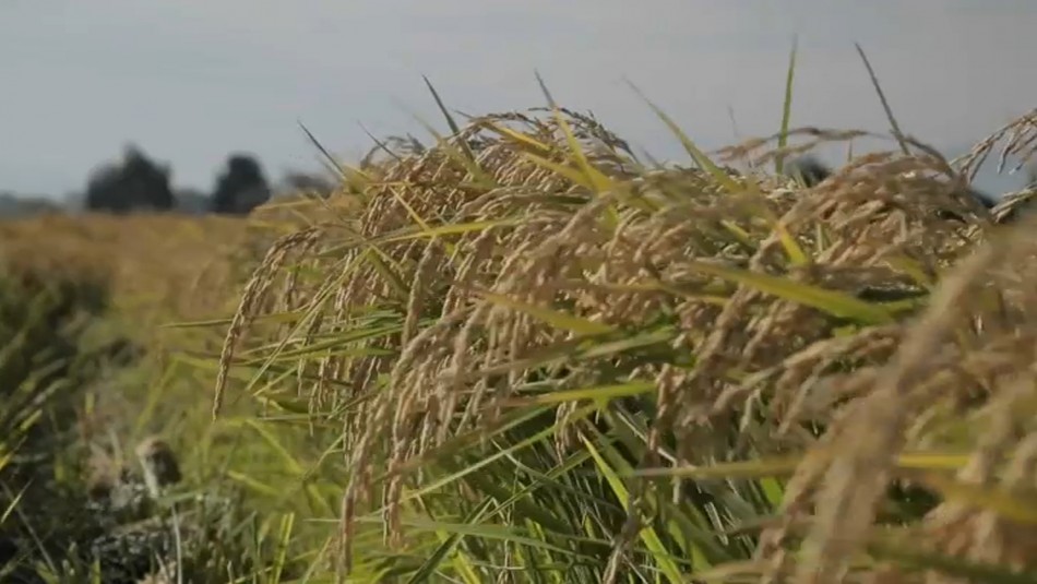 ¿Sería posible una crisis alimentaria en Chile?: Expertos responden ante baja producción del trigo ¿Sería posible una crisis alimentaria en Chile?: Expertos responden ante baja producción del trigo