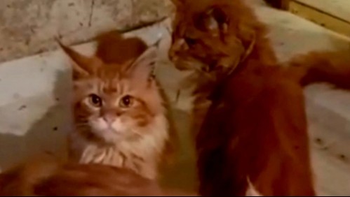 Fue devorada por sus 20 gatos después de quedar atrapada en un derrumbe que afectó a su casa