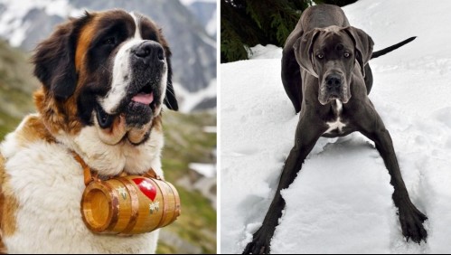 Son más grandes que tú: Estas son las 5 razas de perros más altas del mundo