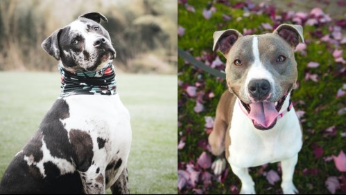 Podría ser ilegal tenerlas: Estas son las 5 razas de perros más prohibidas en el mundo