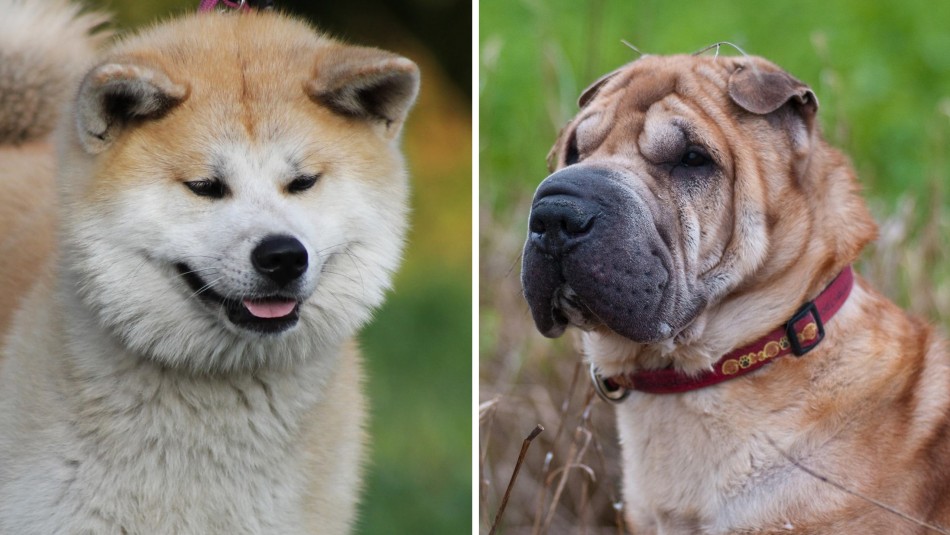 Han acompañado a los humanos por miles de años: Estas son las razas de perros más antiguas de la historia