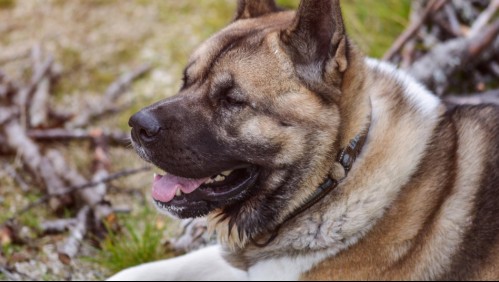 Fiscalía abrió investigación por muerte a disparos de un perro en Pirque: Dueña denuncia maltrato animal