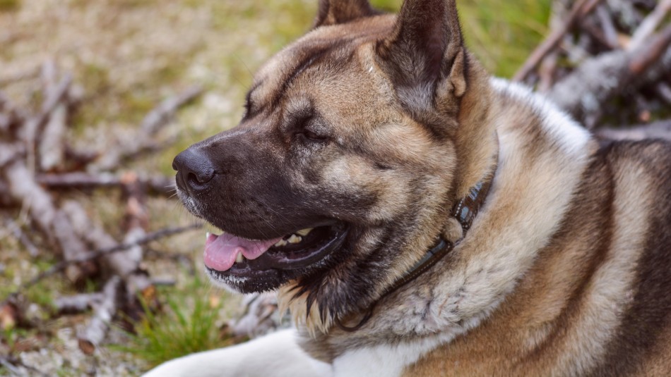 Fiscalía abrió investigación por muerte a disparos de un perro en Pirque: Dueña denuncia maltrato animal