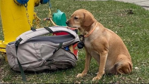 'Es evidente cuánto la amabas': perra con diabetes es abandonada junto a una mochila con juguetes