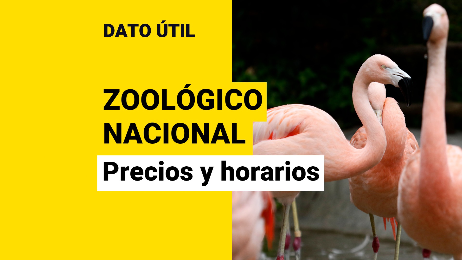 No Se Necesita Pase De Movilidad: Conoce Los Horarios Y Precios Del ...