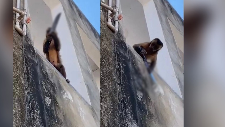 Mono armado atemorizó a habitantes de ciudad brasileña: Amenazó a locatarios y les robó comida Mono armado atemorizó a habitantes de ciudad brasileña: Amenazó a locatarios y les robó comida