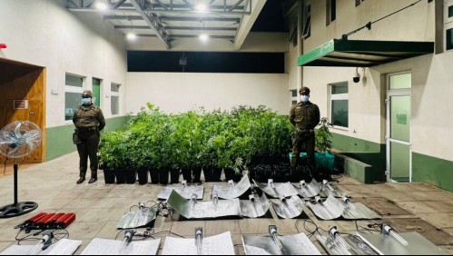 El fuerte olor a droga la delató: Mujer denuncia un robo, pero es detenida por tener 767 plantas de marihuana en su casa