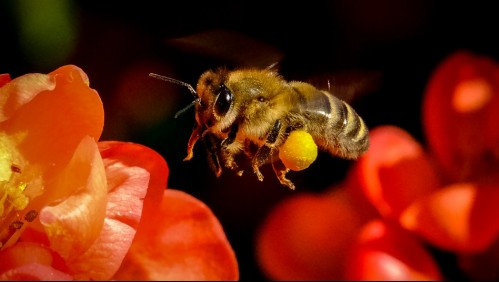 'Vampiro' de abejas australianas se propaga a pesar de destrucción masiva de colmenas