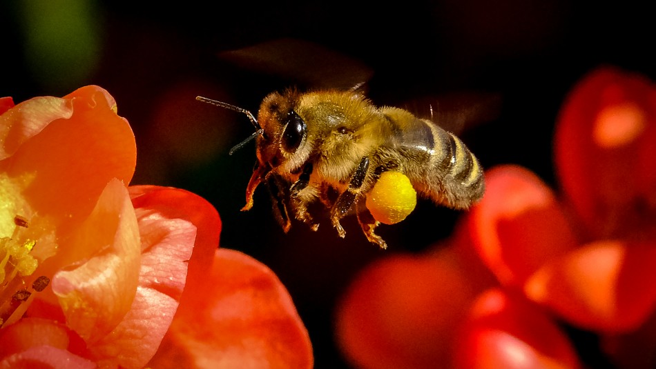 abejas