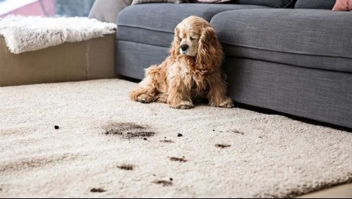 No es necesario entrar en pánico: Así es cómo puedes quitar las manchas de barro de tu alfombra