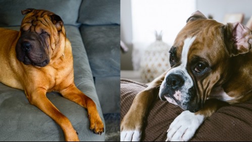 Una mantita y un besito: 10 razas de perros que debes cuidar mucho porque se enferman seguido